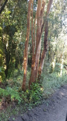 se-venden-hermosas-parcelas-en-parque-los-volca-6