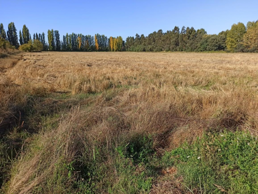 terreno-agricola,-propiedad-de-39,7-ha-con-agua-4