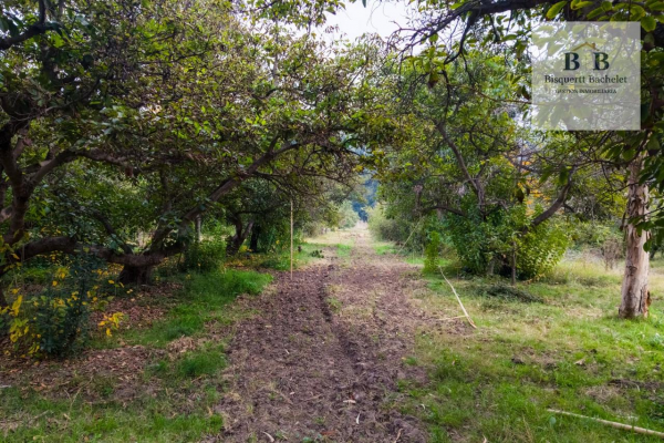venta-parcela-isla-de-maipo-naltahua-8
