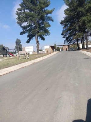 sector-las-gaviotas,-800-mts,-urbanizado-(154904)-7