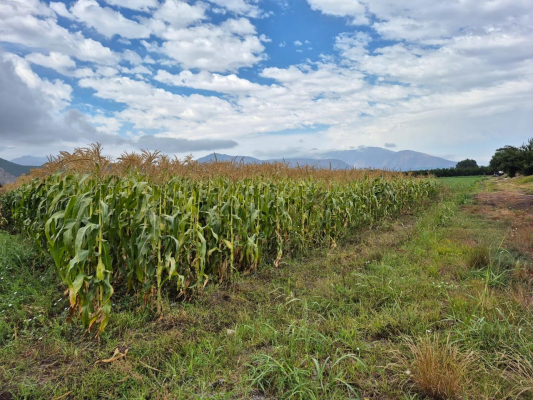 venta-agricola-llay-llay-4