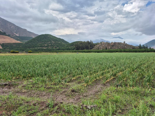 venta-agricola-llay-llay-9