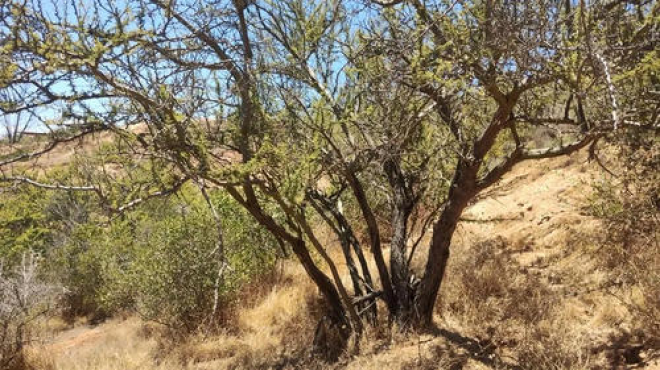 venta-parcela-5000mts-limache-6