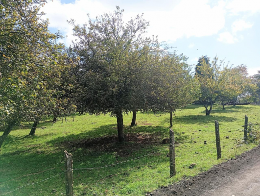 venta-de-parcela-lago-ranco-7100-mts-2-con-cas-4
