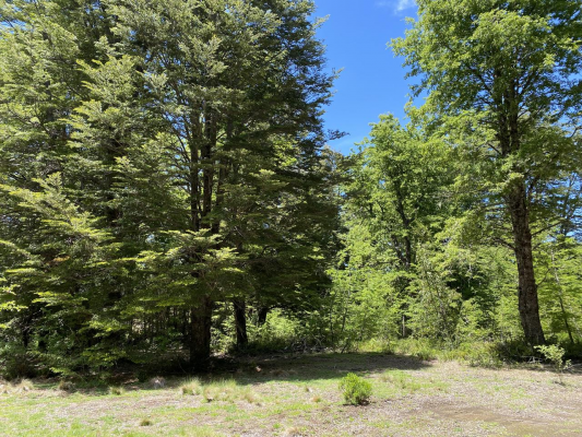 se-venden-hermosos-terrenos-5000m2-malalcahuello-8