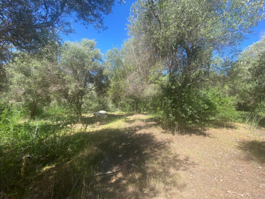 parcela-con-arboles-nativos-a-orillas-de-camino-9