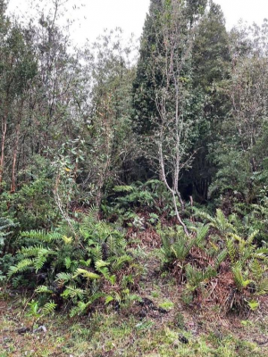 venta-1-hectarea-con-bosque-nativo-afueras-de-p-3