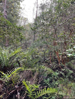 venta-1-hectarea-con-bosque-nativo-afueras-de-p-7