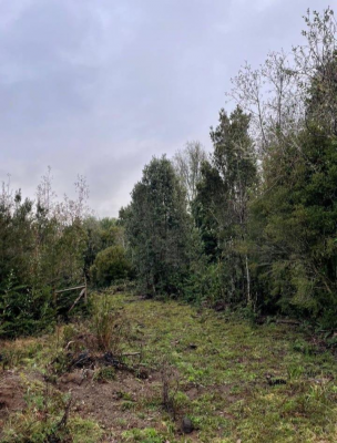 venta-1-hectarea-con-bosque-nativo-afueras-de-p-8