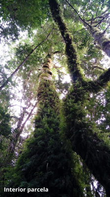 parcela-5100-m2-en-venta,-con-bosque-nativo,-pu-3