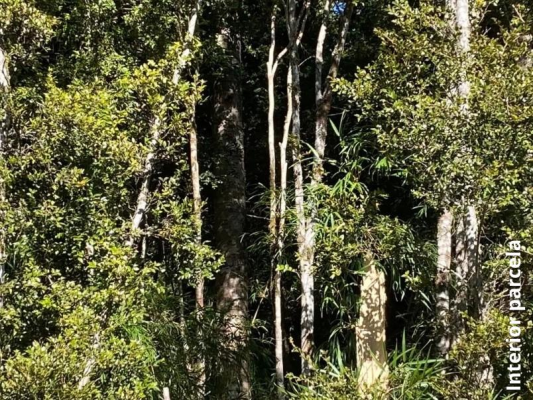 parcela-5100-m2-en-venta,-con-bosque-nativo,-pu-7