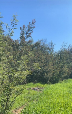 vende-parcelas-de-2-hectareas-con-rol,-en-talca-5