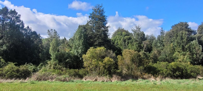 venta-parcela-rol-propio-region-de-los-lagos-5