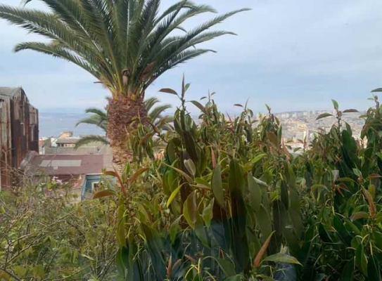 casa-jardin-en-el-corazon-del-cerro-alegre-(169-3