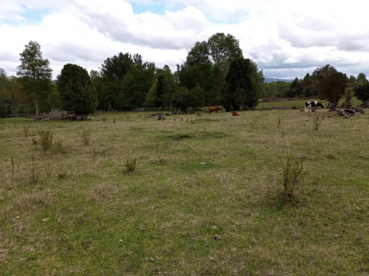 parcelas-cudico-15-km-de-lican-ray,-lindo-y-tra-3