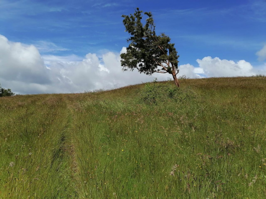 se-vende-hermoso-campo-agricola-los-muermos-4