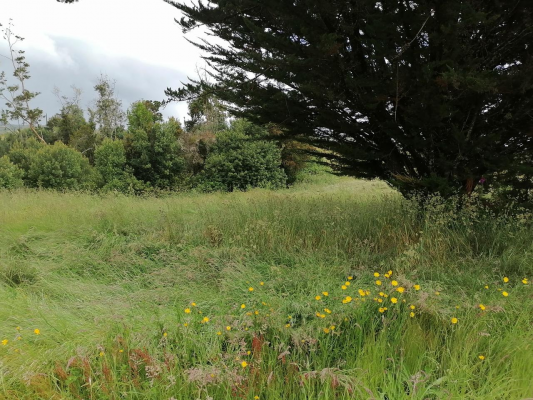 se-vende-hermoso-campo-agricola-los-muermos-7