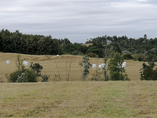 se-vende-hermoso-campo-agricola-los-muermos-9