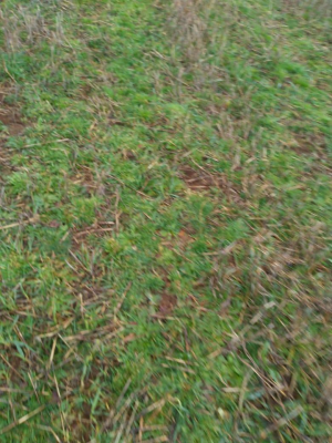 se-vende-hermoso-campo-agricola-los-muermos-6
