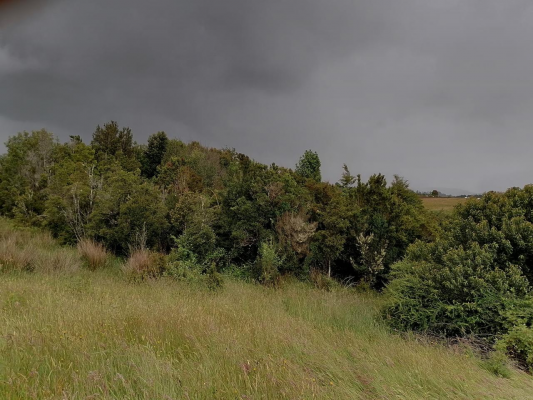 se-vende-hermoso-campo-agricola-los-muermos-8
