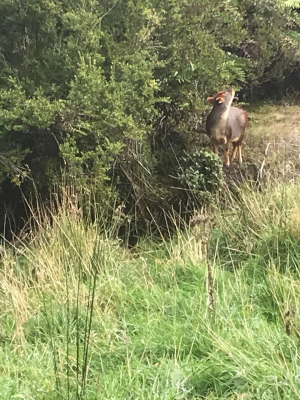 venta-parcela-14400mts-chonchi-6