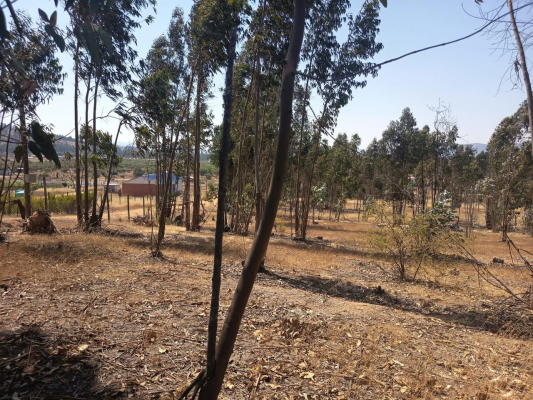 oportunidad-parcela-en-peralillo-5000-m2-3