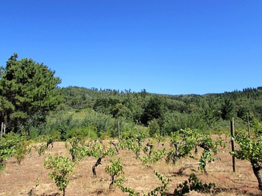 cauquenes,-18-hectareas,-casa-y-vinas-(169676)-4