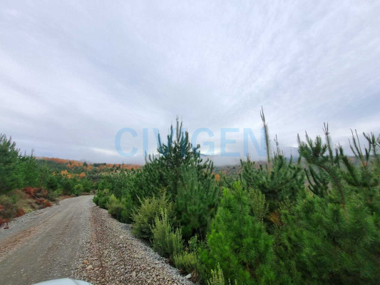paz-y-tranquilidad-parcela-0,5ha-(170489)-7