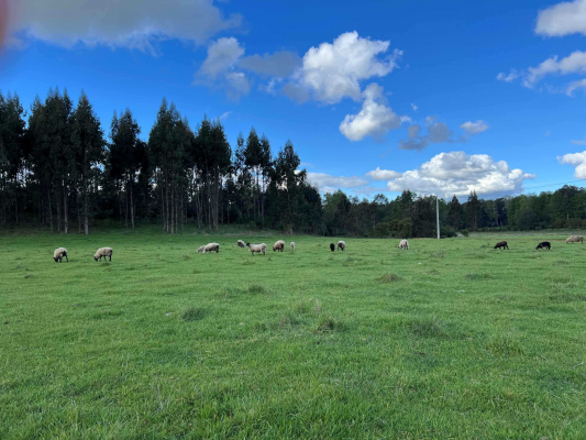 parcelas-con-rio-y-laguna-a-25min-villarrica-(1-5