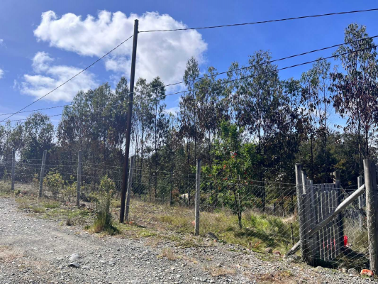 parcela-nativa-5000m²-ilque,-camino-calbuco-(-3