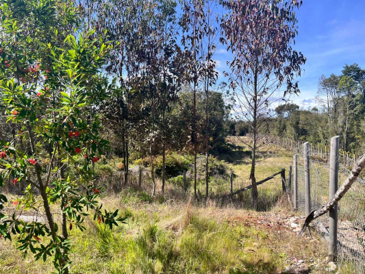 parcela-nativa-5000m²-ilque,-camino-calbuco-(-4