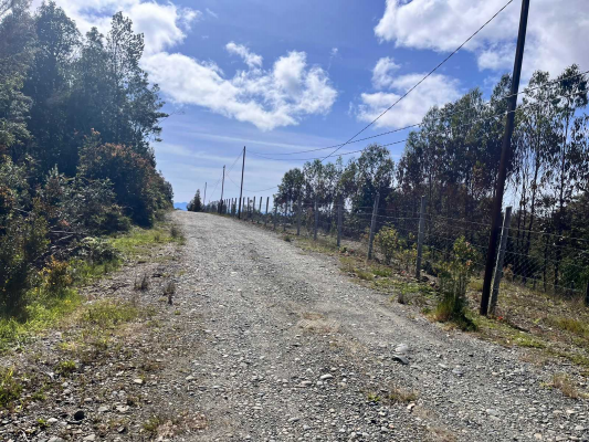 parcela-nativa-5000m²-ilque,-camino-calbuco-(-8