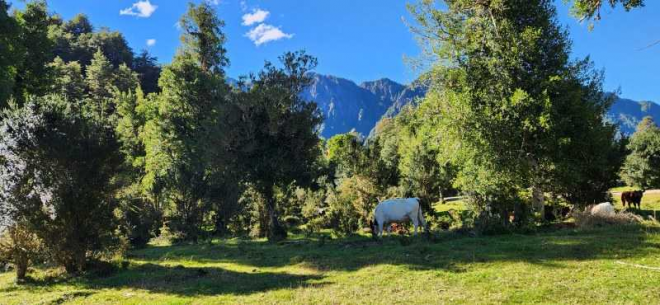17-hectareas-orilla-rio-caracoles,-aysen-(63144)-6