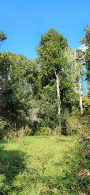 17-hectareas-orilla-rio-caracoles,-aysen-(63144)-9