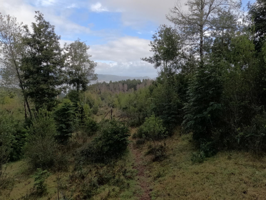 parcela-5000-m2-en-cutipay---cerca-de-valdivia-5