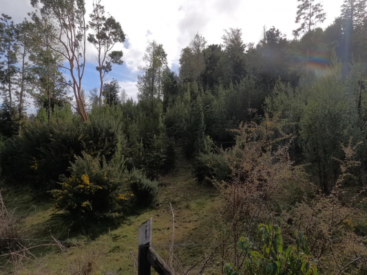parcela-5000-m2-en-cutipay---cerca-de-valdivia-6