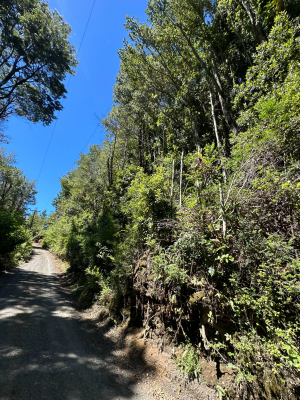 se-vende-hermosa-parcela-con-luz-y-bosque-(173206)-6