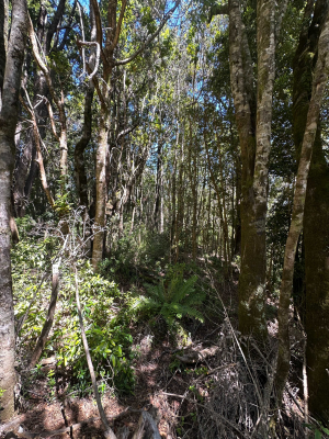 se-vende-hermosa-parcela-con-luz-y-bosque-(173206)-8