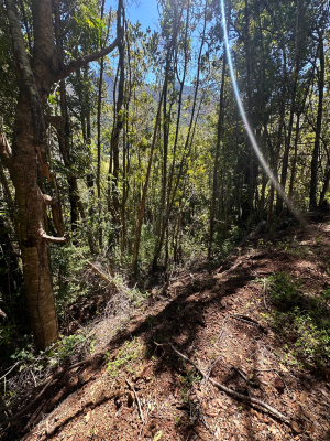 se-vende-hermosa-parcela-con-luz-y-bosque-(173206)-9