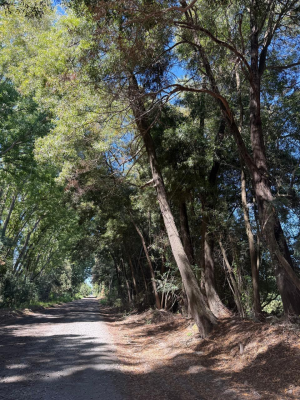 en-venta-parcelas-en-sector-santa-raquel-camino-5