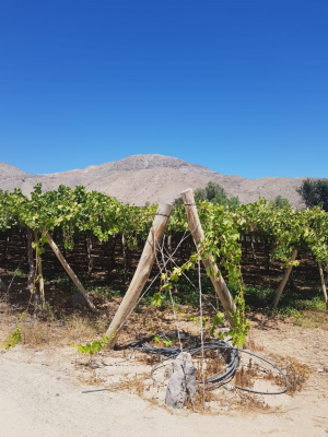 terreno-urbano-en-el-valle-de-elqui-3