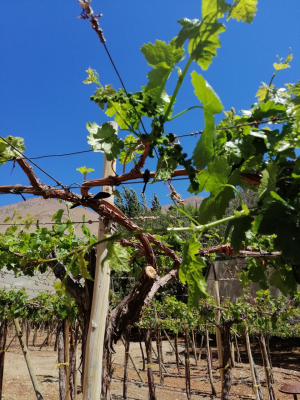 terreno-urbano-en-el-valle-de-elqui-4