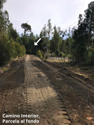 parcela-5100-m2-rol-propio,-con-bosque-nativo,--6