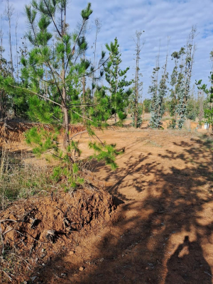 parcela-5000-mts-lista-para-construir-en-vive-b-5