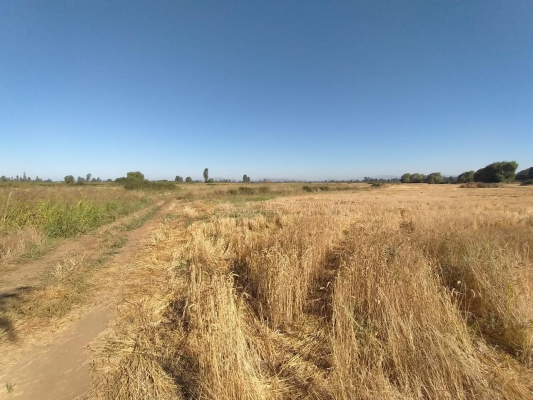 propiedad-agricola-en-venta,-campo-de-60-ha,-teno-3
