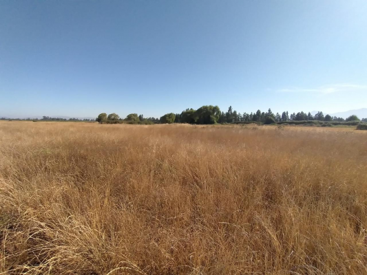 propiedad-agricola-en-venta,-campo-de-60-ha,-teno-6