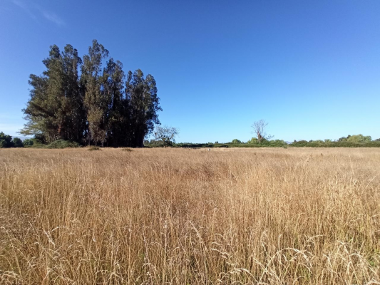 propiedad-agricola-en-venta,-campo-de-60-ha,-teno-7