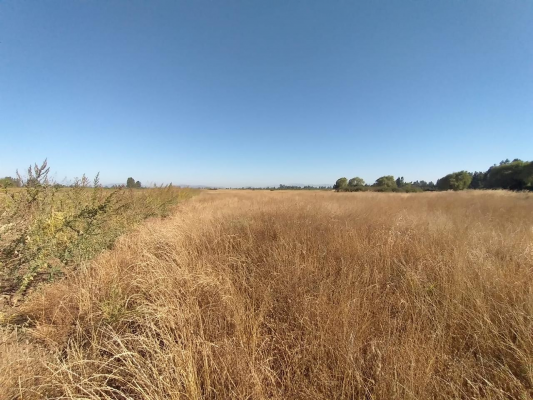 propiedad-agricola-en-venta,-campo-de-60-ha,-teno-8