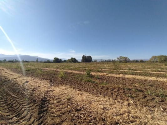 propiedad-agricola-en-venta,-campo-de-60-ha,-teno-9
