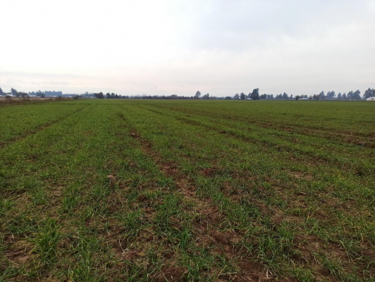 propiedad-agricola-en-venta,-campo-de-21-ha,-sa-3